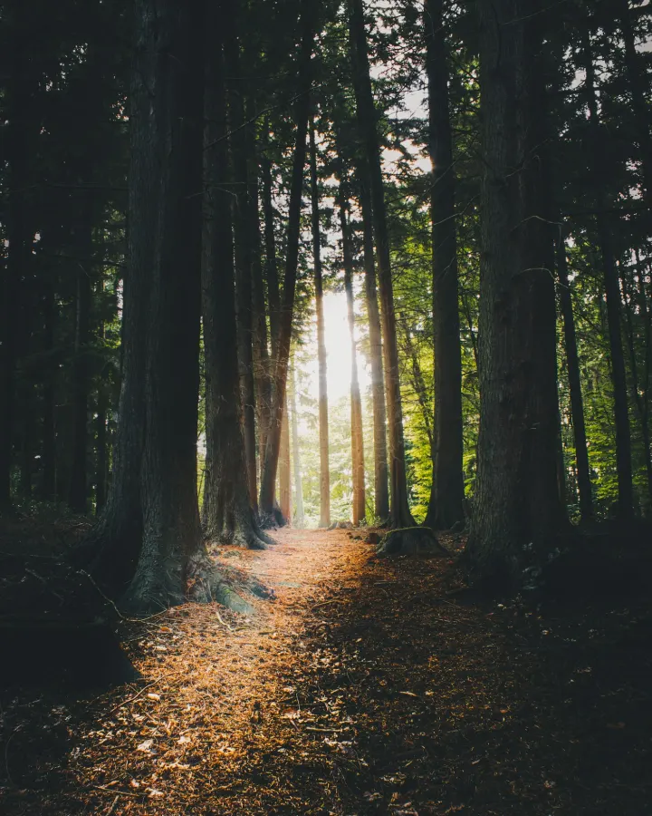 Sunlight falls across a leaf-covered path between tall forest trees.